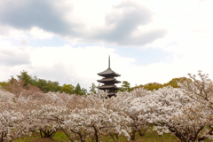 仁和寺１