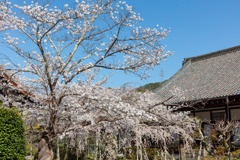 山科　毘沙門堂２
