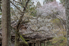 三千院　往生極楽院