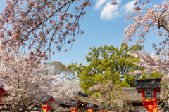 平野神社