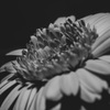 monochrome