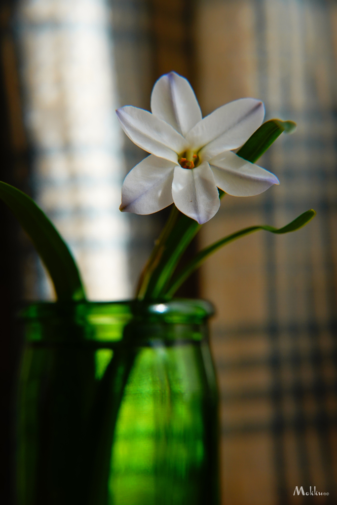 庭の花と梅酒の瓶 弍