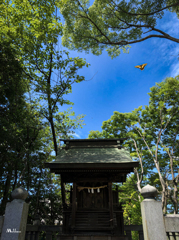 夏空てふてふ