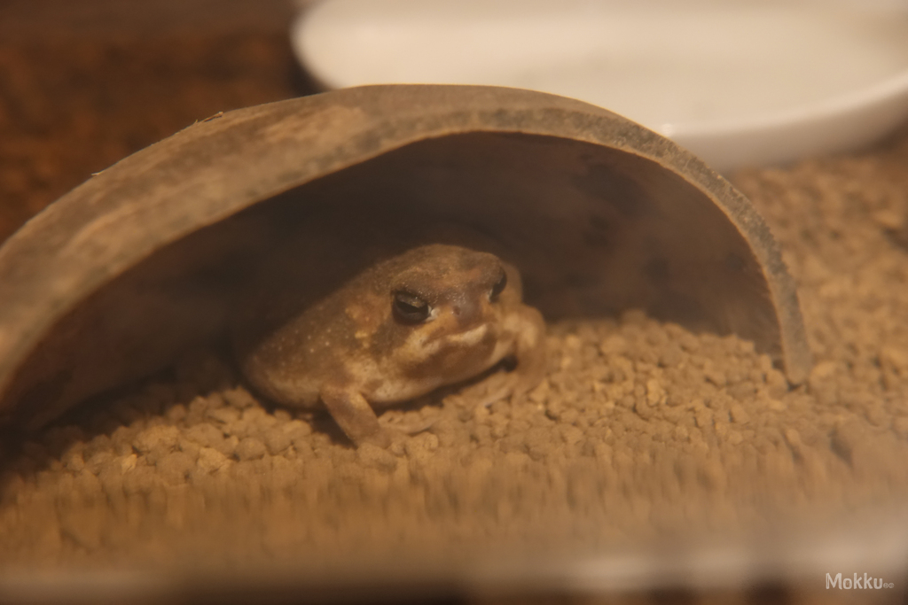 ちょこんヌ