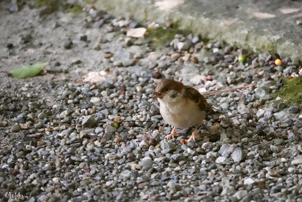 熱田さんの鳥 4