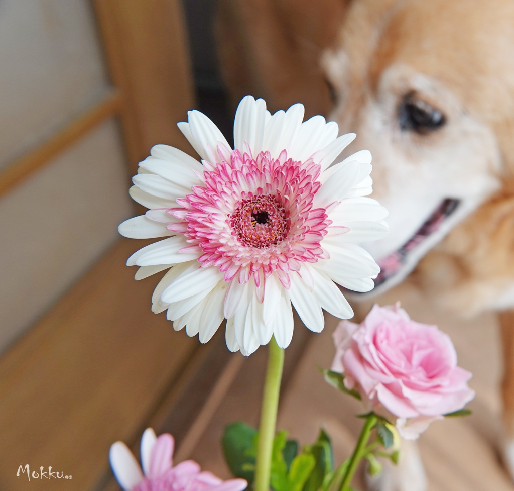 花とおじい