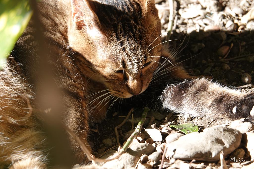おはらい横丁の猫さん