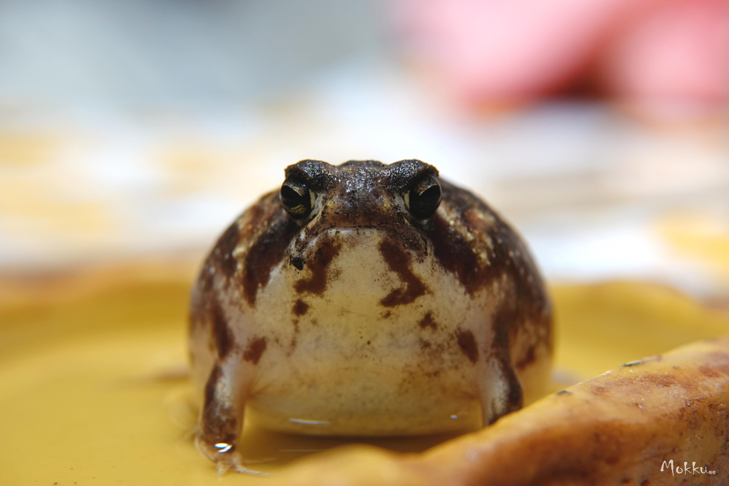 キリッ
