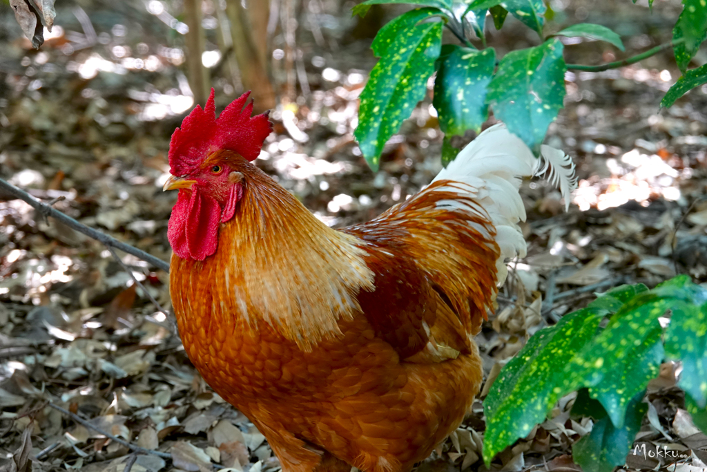 熱田さんの鳥 3