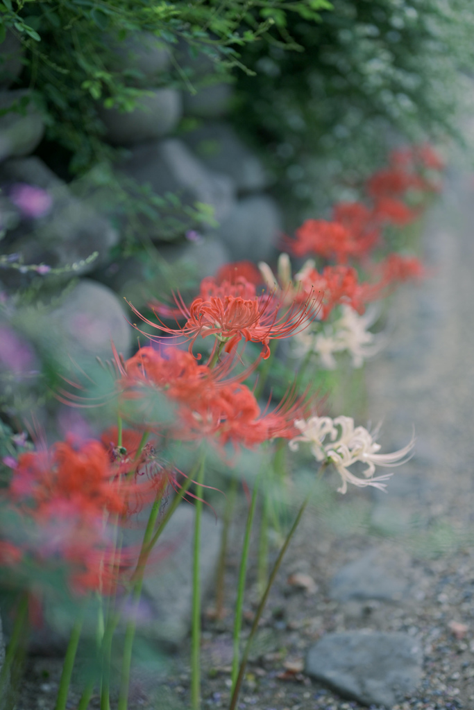 彼岸花と萩
