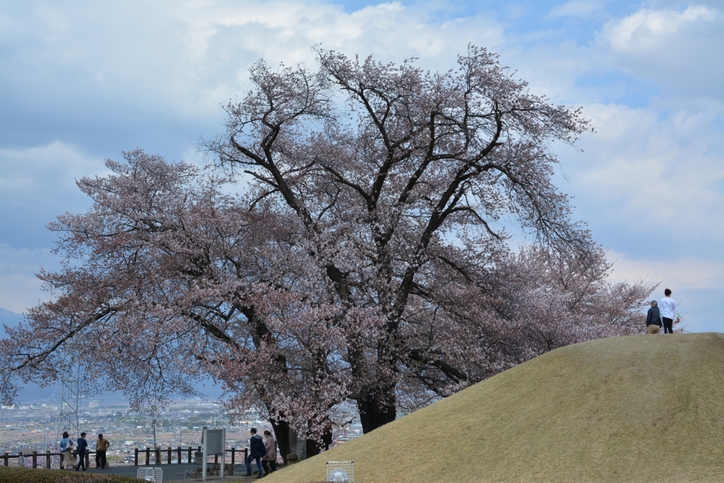 古墳と桜樹
