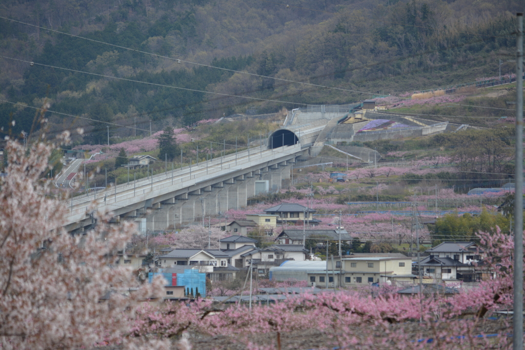 桜、桃、そしてまだ見ぬリニア。