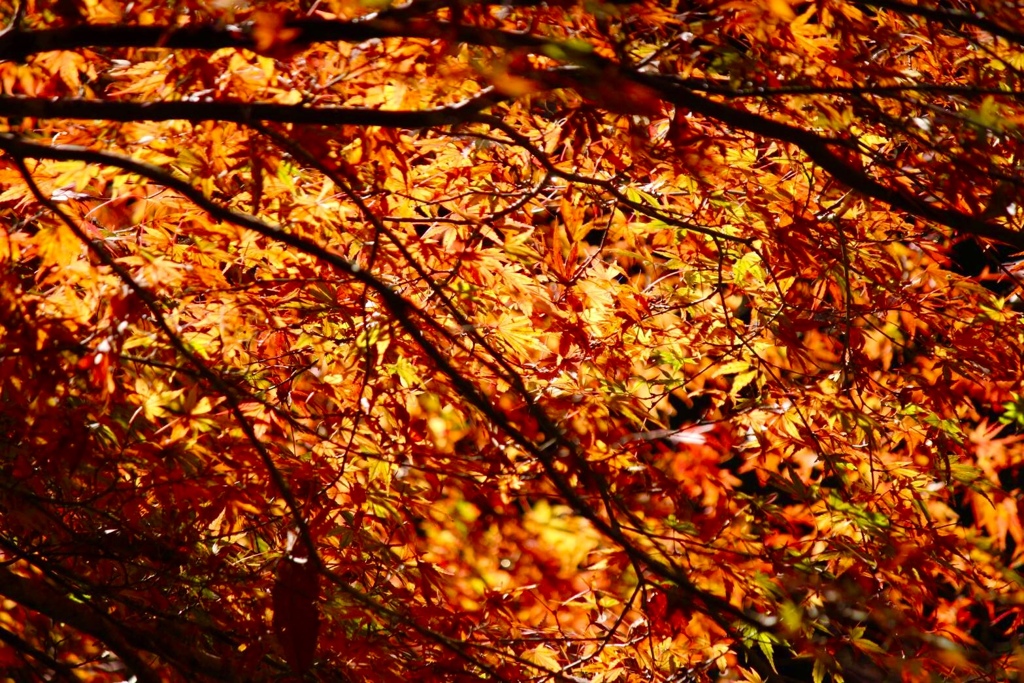 紅葉の屋根