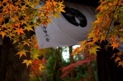 2018京都光明寺の紅葉