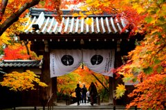 2018京都光明寺の紅葉