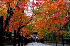 2018京都光明寺の紅葉