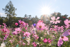 京都府立植物園のコスモス