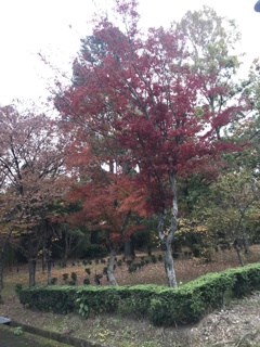 紅葉