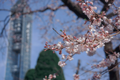 桜