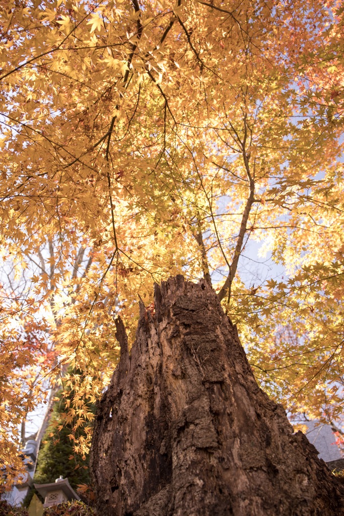 枯れ木と紅葉