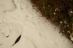 猫の足あと