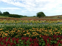花畑