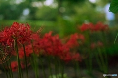DSC_3682_Fotor