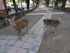 鹿