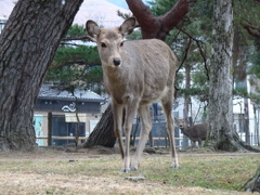 鹿さん