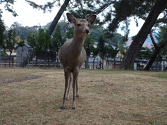 鹿さん