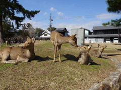 鹿