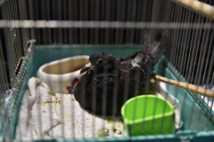拾ったハト