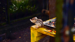 シマリス