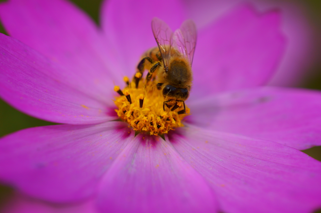 ふわふわの働きもの