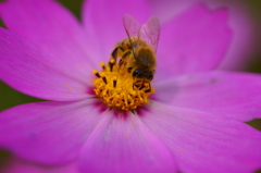 ふわふわの働きもの