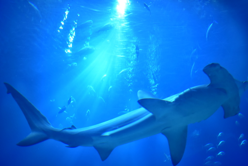 水族館