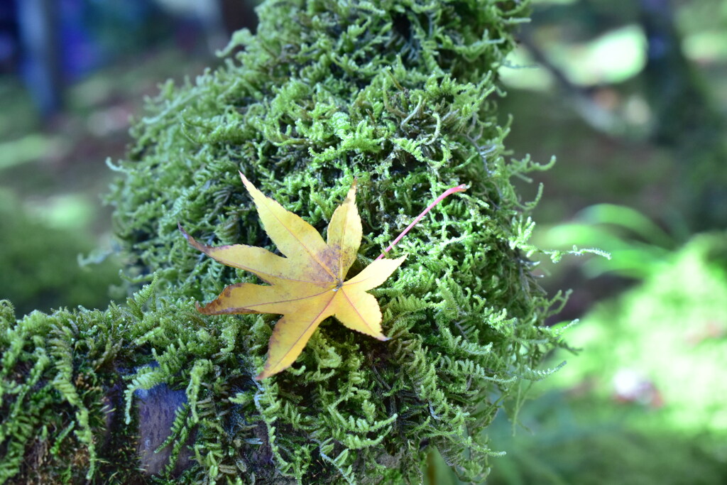 紅葉