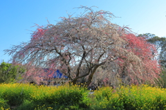 菜の花と枝垂桜②