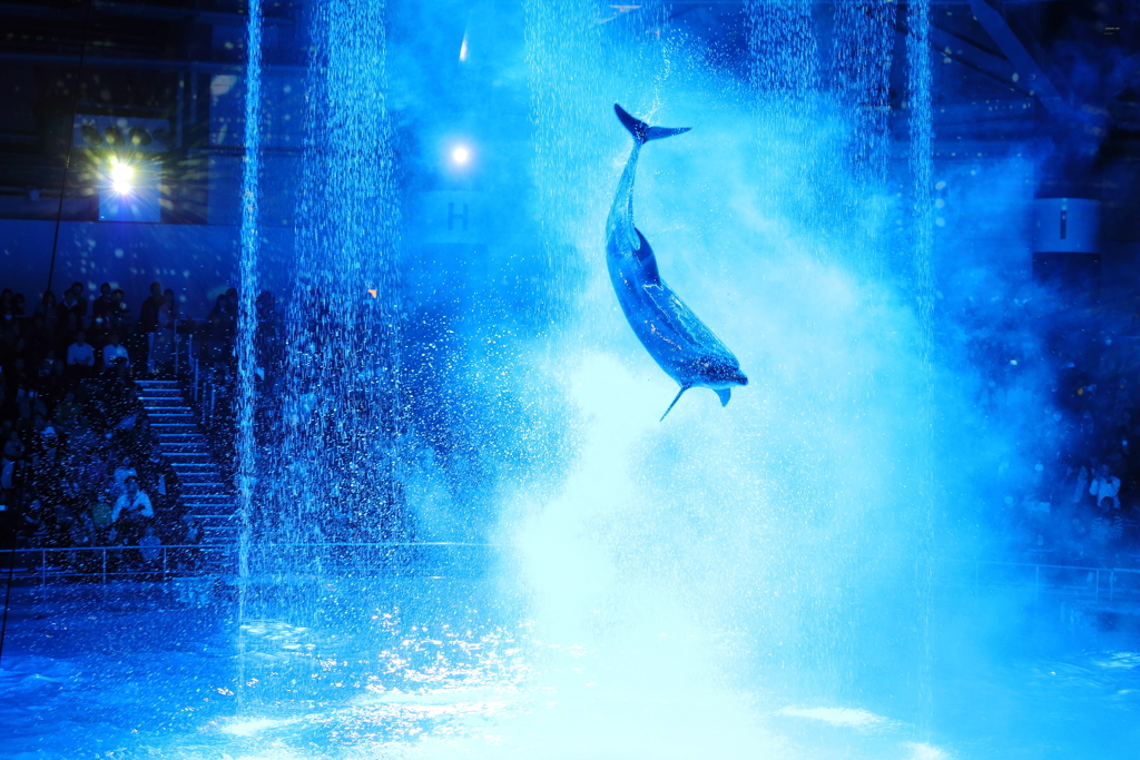 Dolphin Performance②