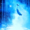 Dolphin Performance②