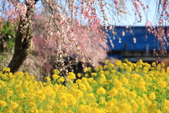 菜の花と枝垂桜①