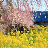菜の花と枝垂桜①
