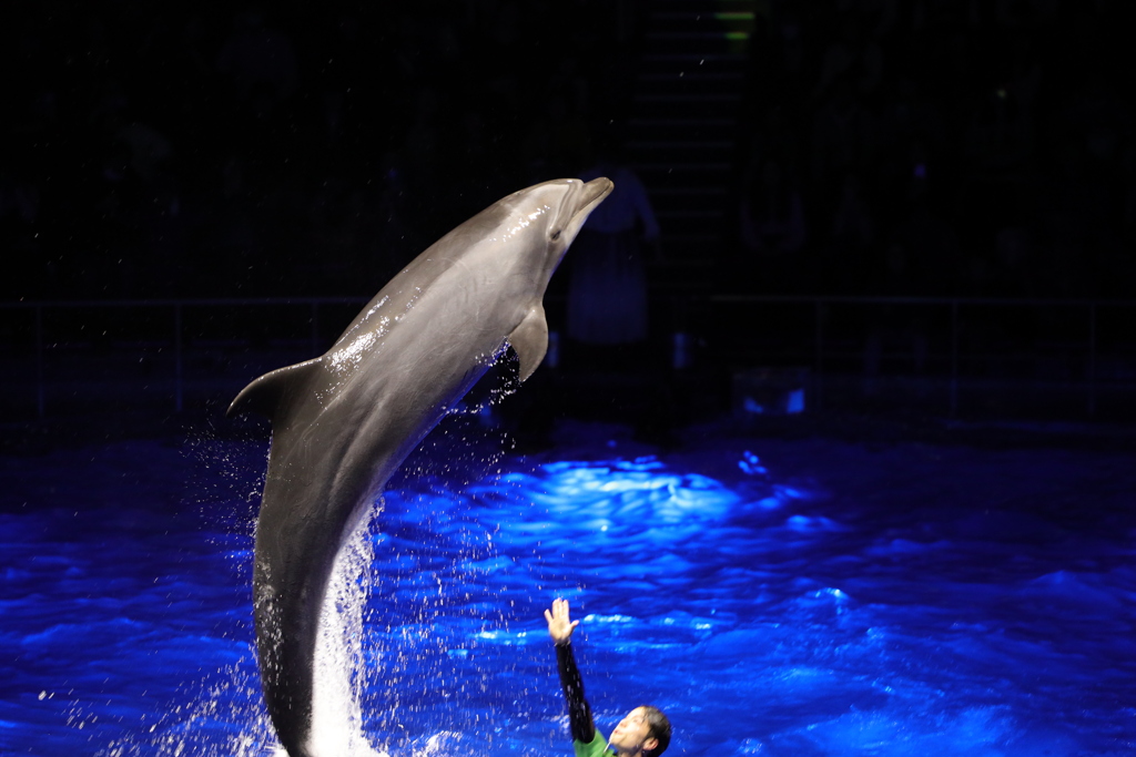 Dolphin②