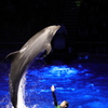 Dolphin②