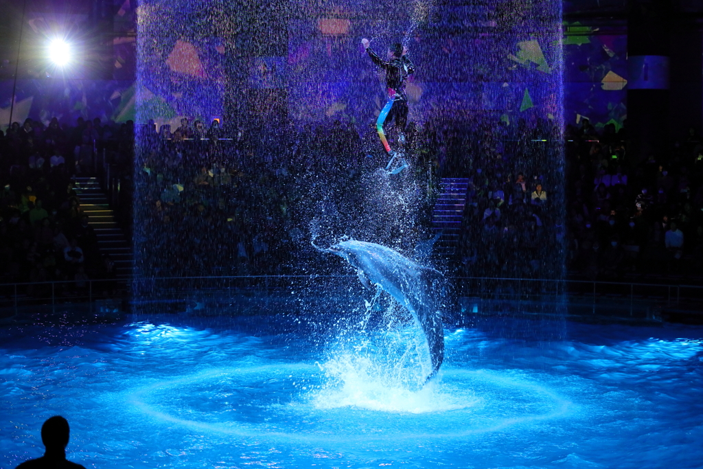 Dolphin Performance①