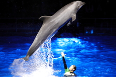 Dolphin①