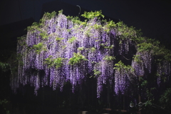 藤の花