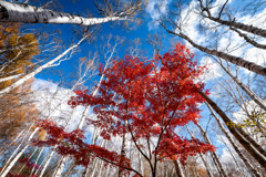 天高く