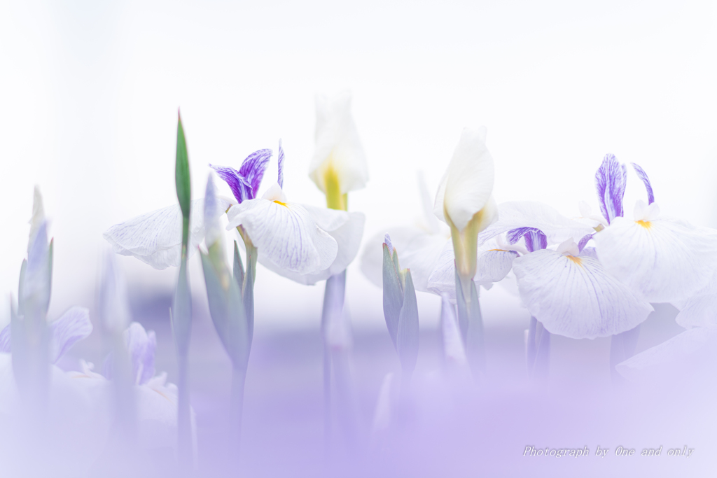 菖蒲