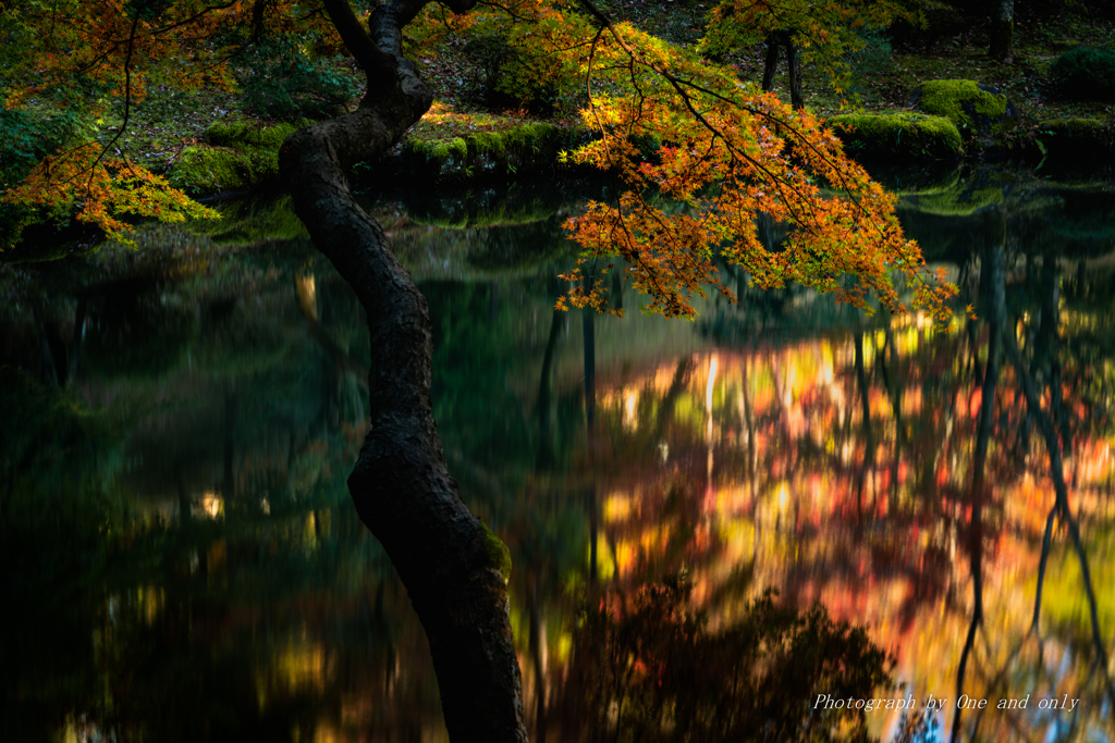 成田山公園　龍樹の池　秋